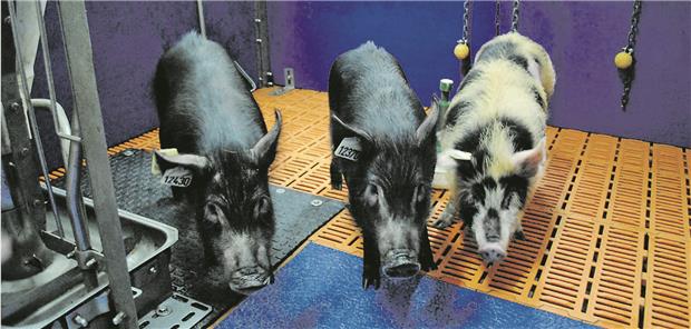 Abb. 1-- Genetisch modifizierte Auckland-Island-Schweine sind für den klinischen Einsatz vorgesehen. E. Wolf