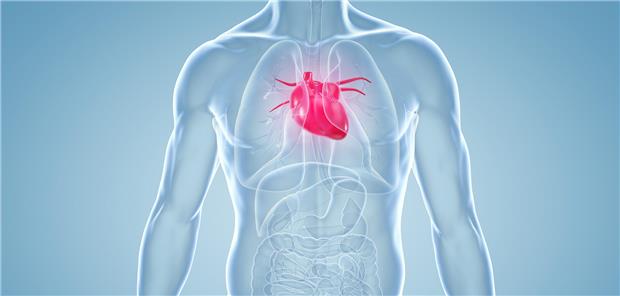 Versorgungsleitlinie Herzerkrankungen: Fachgesellschaften sehen Grund zur Sorge anatomische 3D-Illustration eines männlichen Oberkörpers