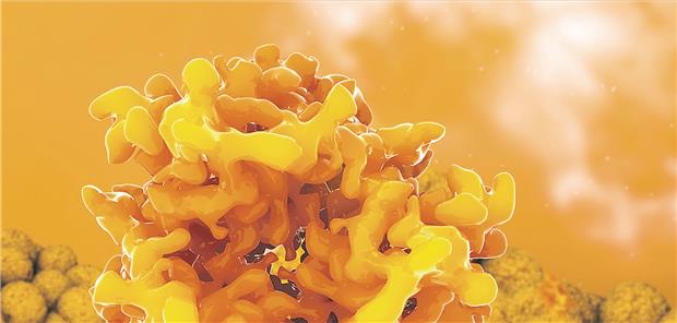 Fettgewebshormon Leptin schützt auch die Gefäße Leptin hat metabolische und vaskuläre Effekte. Ramon Andrade/3dciencia/Science Photo Library