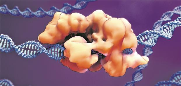 Erste Genkorrektur der FH Mithilfe von CRISPR-Cas9 wird das PCSK9-Genin Leberzellen inaktiviert. Design Cells/stock.adobe.com