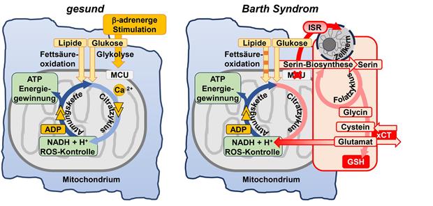 Stoffwechsel beim BTHS (Abb. 1)-- Metabolische Umstellungen schützen das Herz bei mitochondrialen Fehlfunktionen. Dudek