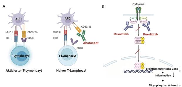 Strategie gegen ICI-Myokarditis (Abb. 1)--  Schematische Darstellung des Wirkmechanismus: Abatacept verhindert die Aktivierung von T-Zellen durch Makrophagen (A). Ruxolitinib verringert in dieser vereinfachten Darstellung des Zytokinsignalwegs die T-Zell-Aktivierung durch Hemmung der immunstimulierenden Proteine JAK1 und JAK2 (B). Brauer