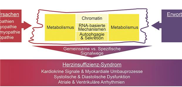 Neuer Sonderforschungsbereich in Heidelberg Verschiedene Ursachen, die zur Entstehung des Herzinsuffizienz-Syndroms beitragen: dazu gehören angeborene wie erworbene Faktoren.